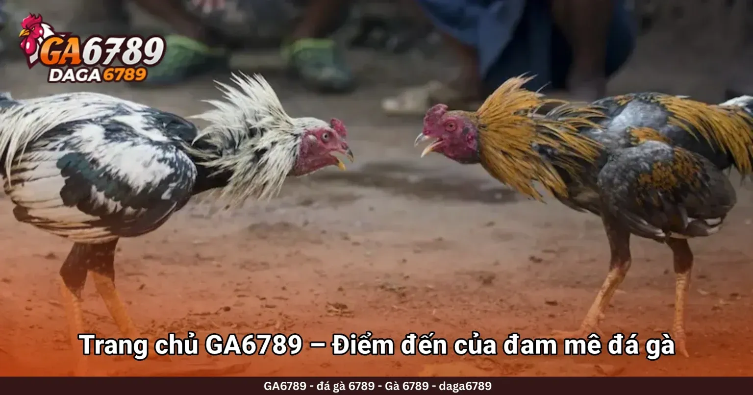 Top 3 Trang Xem Đá Gà Trực Tiếp Uy Tín Nhất Hiện Nay - Ga6789 - Trang Đá Gà Trực tiếp số 1 Châu Á Top 3 Trang Xem Đá Gà Trực Tiếp Uy Tín Nhất Hiện Nay - Ga6789 - Trang Đá Gà Trực tiếp số 1 Châu Á