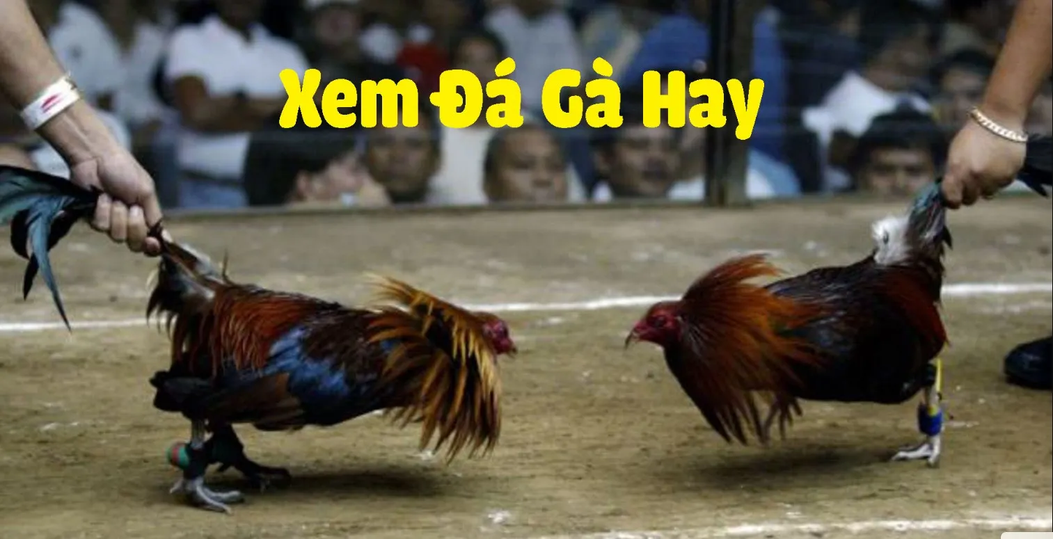 Top 3 Trang Xem Đá Gà Trực Tiếp Uy Tín Nhất Hiện Nay - Ga6789 - Trang Đá Gà Trực tiếp số 1 Châu Á Top 3 Trang Xem Đá Gà Trực Tiếp Uy Tín Nhất Hiện Nay - Ga6789 - Trang Đá Gà Trực tiếp số 1 Châu Á
